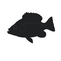 Crappie Fish Illustration