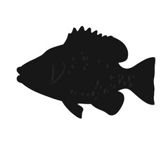 Crappie Fish Illustration