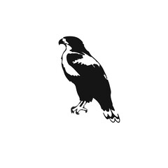 Cooper's Hawk Illustration