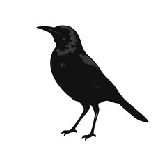Common Grackle Symbol