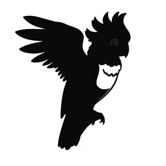 Black Cockatoo Illustration