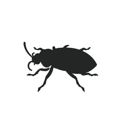 Click-Beetle Insect