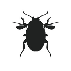 Click-Beetle Animal
