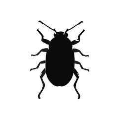Click-Beetle Animal