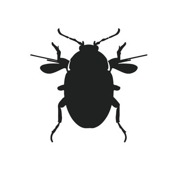 Click-Beetle Animal