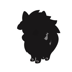 Black Chorkie Animal