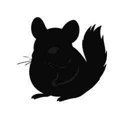 Black Chinchilla Animal
