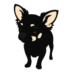 Chihuahua-Mix Animal