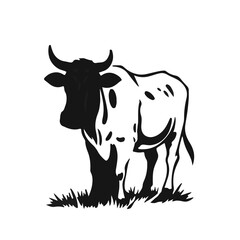 Black Cow Animal
