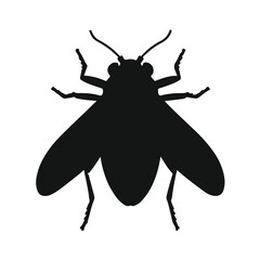 Black Cicada Animal