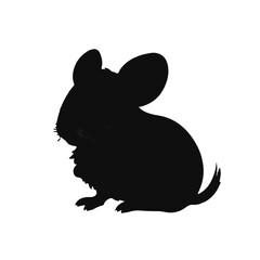 Black Chinchilla Animal