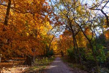Fall leaves of tree. Autumn breeze. Autumn tree. Nature in fall season. Autumnal sunny day. Seasonal leaves on tree. Natural autumn leaves. Autumn beauty of nature. Fall season nature