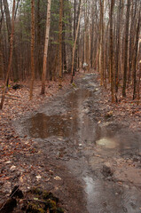 A vertical shot of a rural forest path transformed into a muddy, wet trail with large puddles and water reflections, surrounded by bare trees.