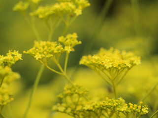 8月に咲いた黄色い女郎花(オミナエシ)の花