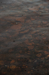 A detailed close-up showing the concentric ripples created by falling raindrops on a body of water with a stony bottom visible beneath the surface.