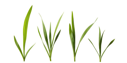 Fototapeta premium Close up view of four green grass blades of varying heights and thickness isolated on transparent background