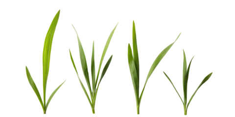 Close up view of four green grass blades of varying heights and thickness isolated on transparent background