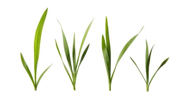 Close up view of four green grass blades of varying heights and thickness isolated on transparent background
