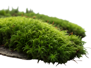 Close up macro shot of vibrant green moss growing on a textured surface isolated on transparent background