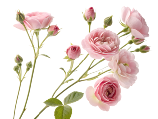 Delicate pale pink english roses with buds and green leaves arranged artfully on a clean transparent background isolated on transparent background