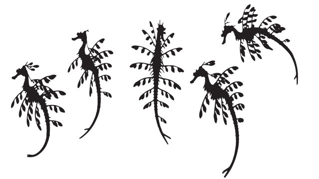 Black silhouettes of leafy sea dragons