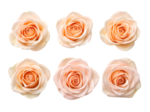 Six delicate peach colored roses with soft petals arranged in two rows isolated on transparent background