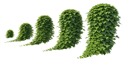 Five stages of growth for a lush green leafy plant showing progression from small seedling to mature foliage isolated on transparent background