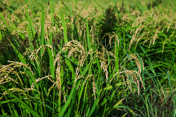 実り始めた稲穂