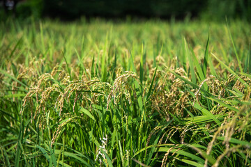 実り始めた稲穂