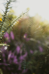Spider in web against warm sunlit background 