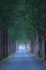 Fototapeta premium Long straight road with enormous eucalyptus trees in the Kasetsart Unitversity Kamphaeng Saen campus ,Thailand