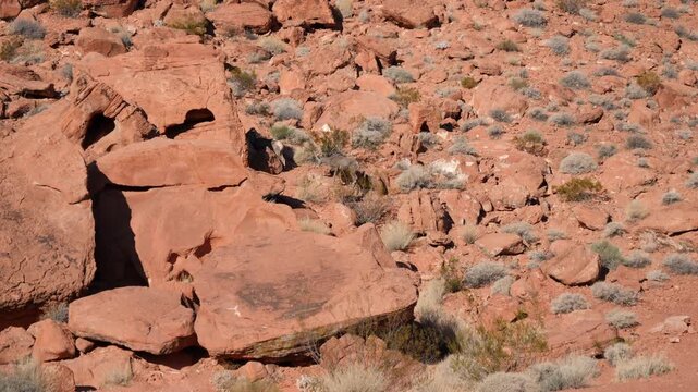Bighorn Sheep beside a pre-Columbian petroglyph rock in Valley of Fire State Park in Nevada