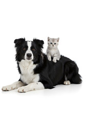 Fototapeta premium Border collie dog lying down with a cat on its back