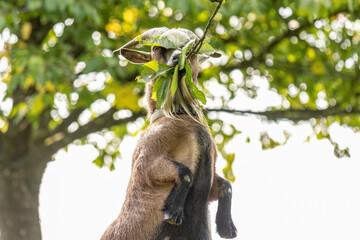 A brown pygmy goat standing on two legs to reach upper leaves of a tree in summer outdoors, Capra...