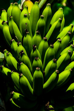 bananas 02