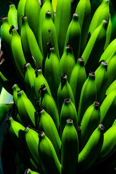 bananas 03