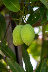 Fresh green mango hanging on tree branch