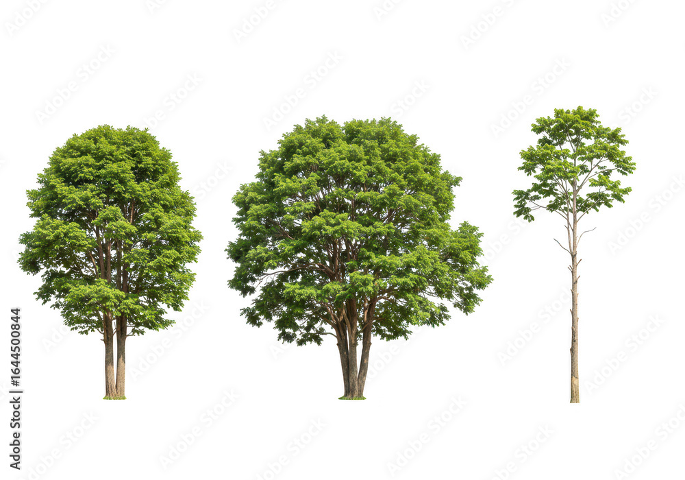 Poster three green trees isolated on transparent background