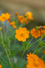Orange kenikir flower in full bloom