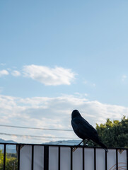 見上げるカラスと夏の空