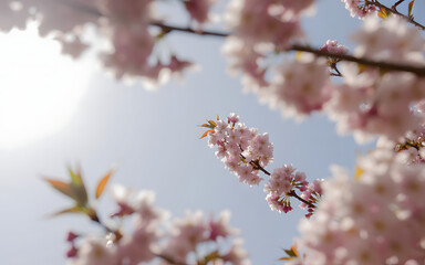 Obraz premium Delicate pink cherry blossoms against a soft blue sky