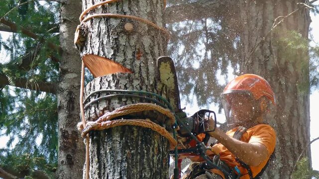 Arborist cuts tree section with chain saw, hanging from tree, pushes it off, tree shakes, he smiles