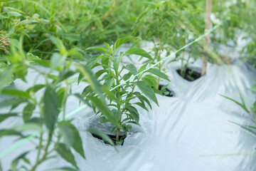 Young chili plants or Capsicum annuum planted in an area of fertile humus soil covered with plastic mulch