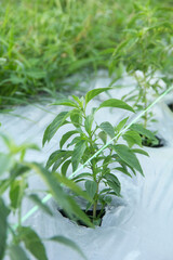 Young chili plants or Capsicum annuum planted in an area of fertile humus soil covered with plastic mulch