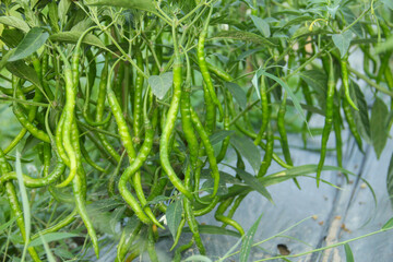 Vibrant image of a chili pepper plant with green chilies, green chilies hanging on the tree