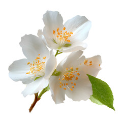 Obraz premium Three Jasmine Blossoms on Black Background