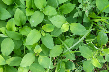 Commelina Benghalensis, Goan wild flower, watergrass image, Indian water grass, white mouth day flower, herbal plant, Indian day flower