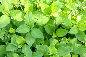 Commelina Benghalensis, Goan wild flower, watergrass image, Indian water grass, white mouth day flower, herbal plant, Indian day flower