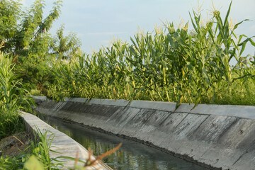 Naklejka premium Irrigation or water flow decorated with corn plants or zea mays around it. corn plants growing on the edge of the water channel
