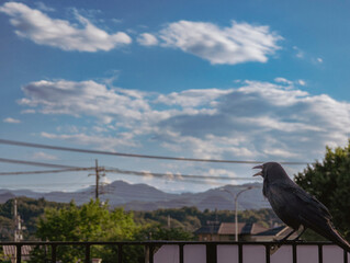 口を開けるカラスと夏の空